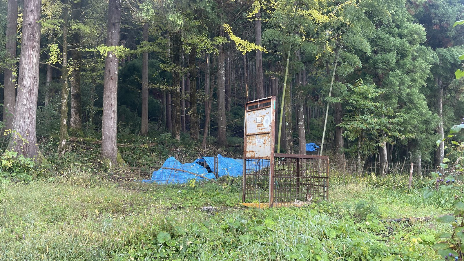 杉林のふちに設置された鉄格子の箱罠。手前は草地、奥は獣害防止の金網柵が続いている。